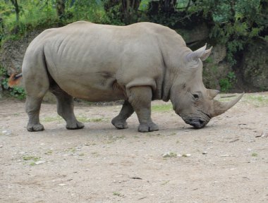 Beyaz gergedan (Ceratotherium simum )