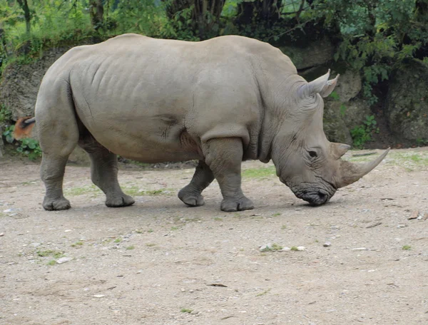Rinoceronte blanco (Ceratotherium simum  ) — Foto de Stock
