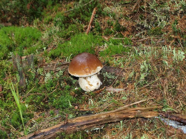 Mushrooms, southern Bohemia — Stock Image Mushrooms, southern Bohemia Stock Picture