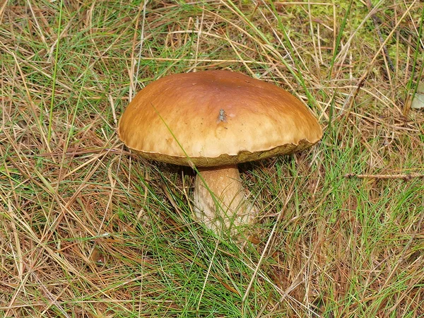 蘑菇，波希米亚南部 — 图库照片