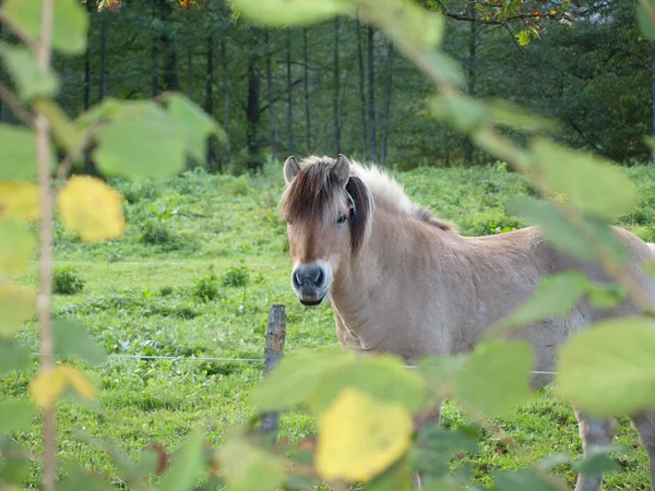 Haflinger häst på bete — Stockfoto