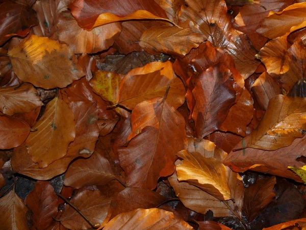 秋には、南ボヘミア — ストック写真