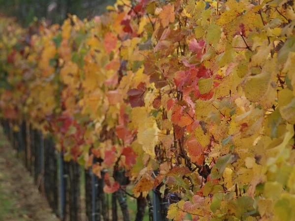 Autumn in the vineyard, Lower Austria — Stock Photo, Image