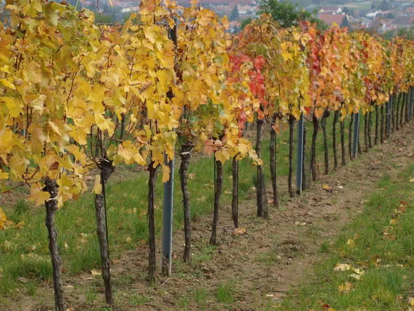 Herbst im Weinberg, Niederösterreich — Stockfoto