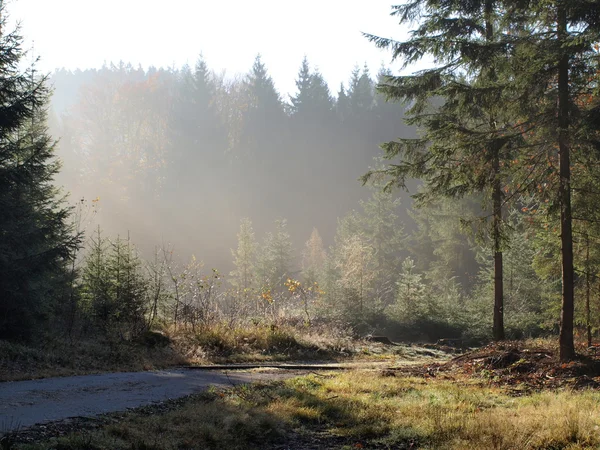 Uitzicht over het boslandschap — Stockfoto