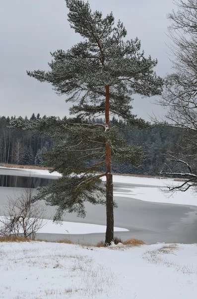 Osamělý strom v zasněžené krajině — Stock fotografie
