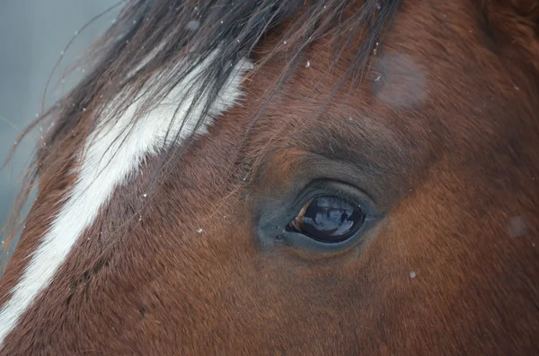 Eye brown horse — Stock Photo, Image