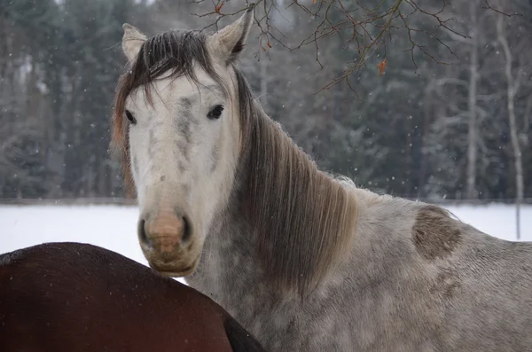 Hästar på en snöig betesmark — Stockfoto