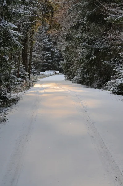 Snowy lasu droga — Zdjęcie stockowe