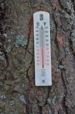 ağaç gövdesi üzerinde termometre