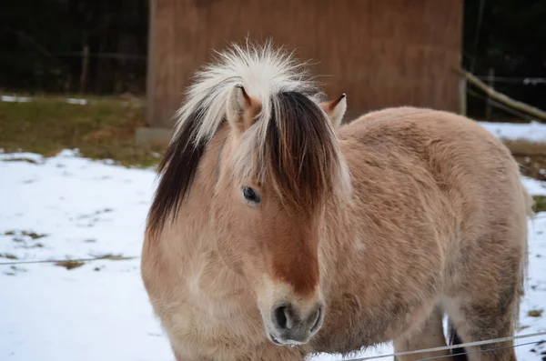 Brun häst på vintern betar — Stockfoto