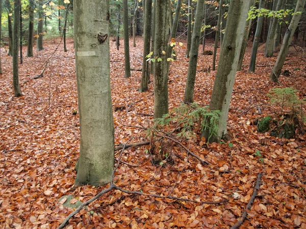 Herfst, Zuid-Bohemen — Stockfoto