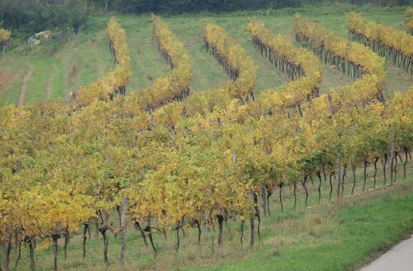 Autumn in the vineyard, Lower Austria — Stock Photo, Image