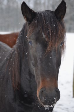 karlı bir mera üzerinde atlar