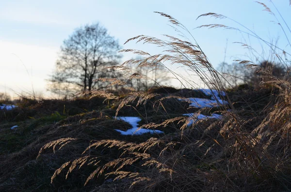 Neve e grama seca, Boêmia do Sul — Fotografia de Stock