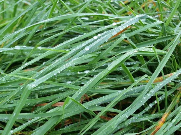 Water drops on grass, South Bohemia — Stock Photo, Image