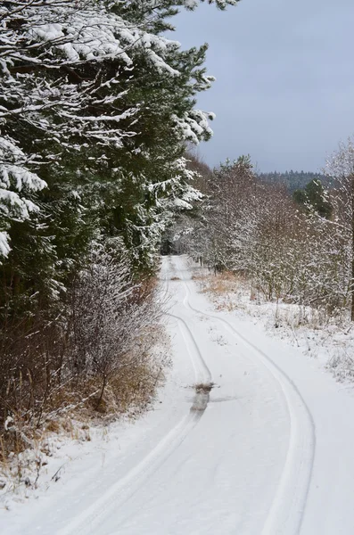 Camino de bosque nevado — Foto de Stock