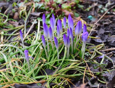çiçek Çiğdem, Güney Bohemya