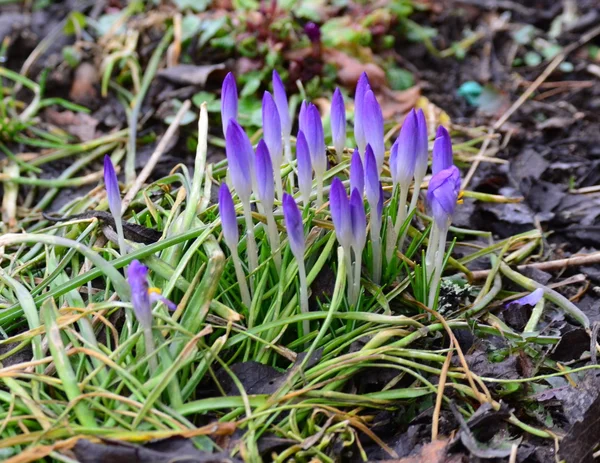 Flower crocus, South Bohemia — Stock Photo, Image