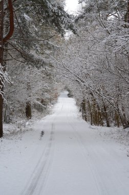 Snowy orman yolu