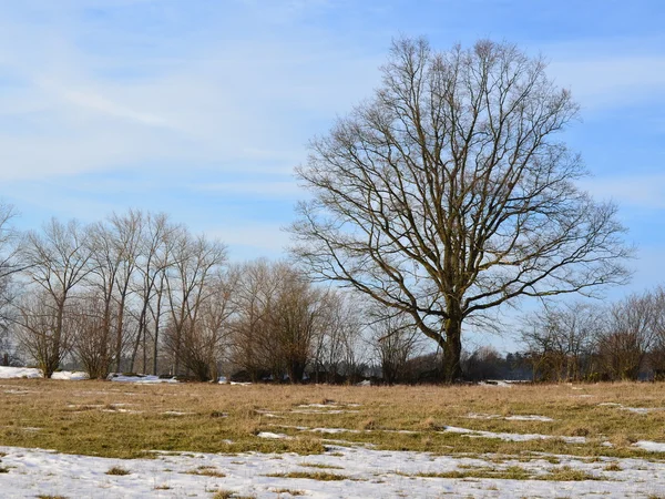 겨울 풍경에 외로운 나무 — 스톡 사진