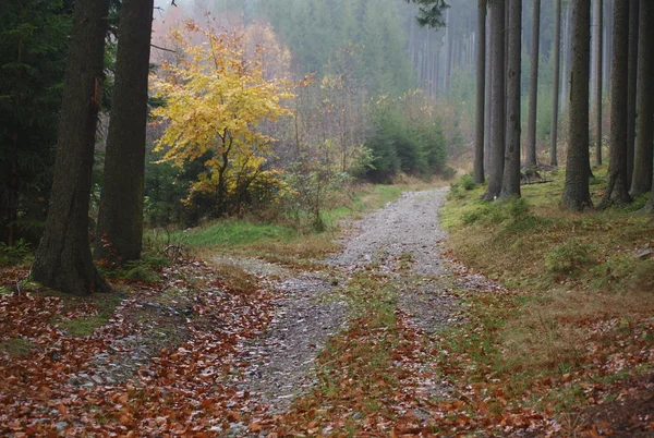 Strada forestale — Foto Stock