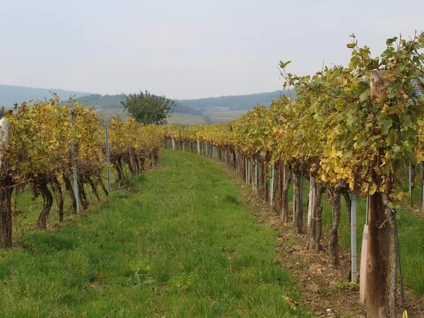 Autumn in the vineyard, Lower Austria — Stock Photo, Image