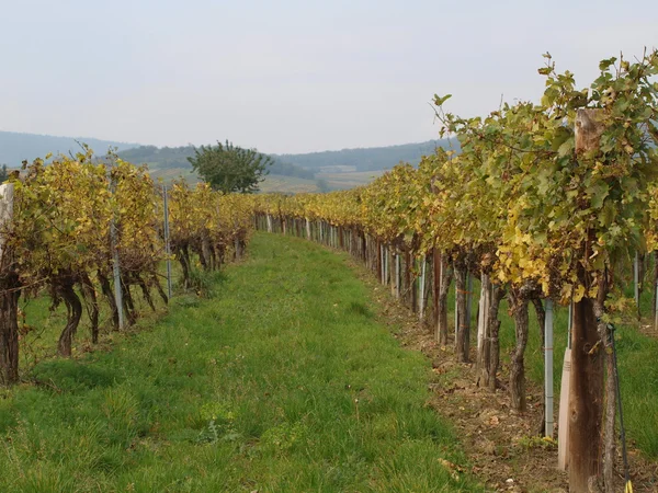 Herbst im Weinberg, Niederösterreich — Stockfoto