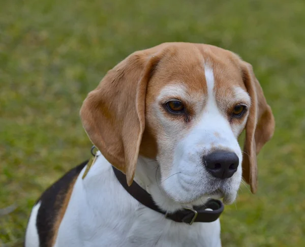 Beagle tricolor fêmea — Fotografia de Stock