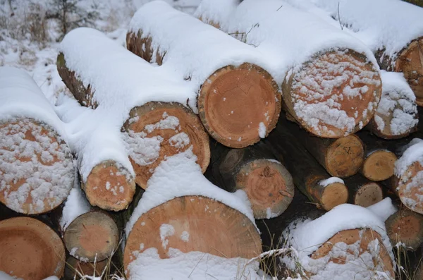 Registro de inverno na floresta — Fotografia de Stock
