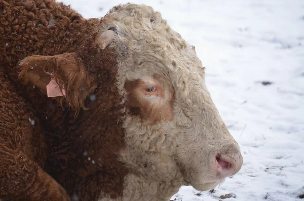 雪に覆われた牧草地に牛します。 — ストック写真