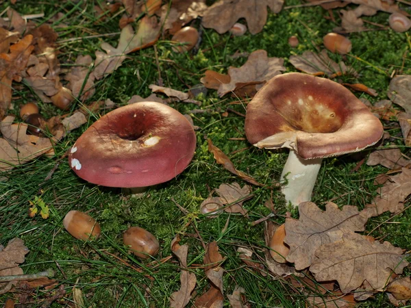 Setas, Bohemia meridional — Foto de Stock