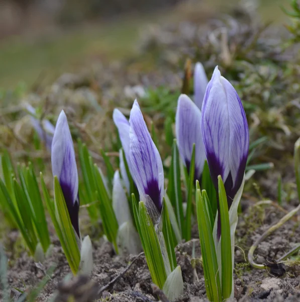 Flower crocus, South Bohemia — Stock Photo, Image