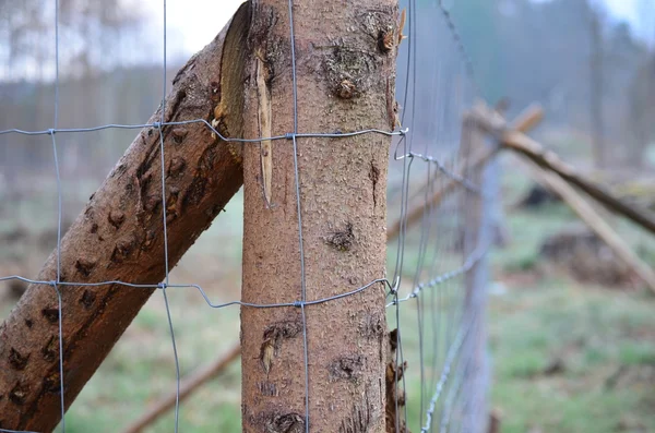 Wiederaufforstung, Südböhmen — Stockfoto