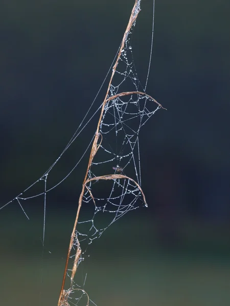 Krople wody na pająka — Zdjęcie stockowe