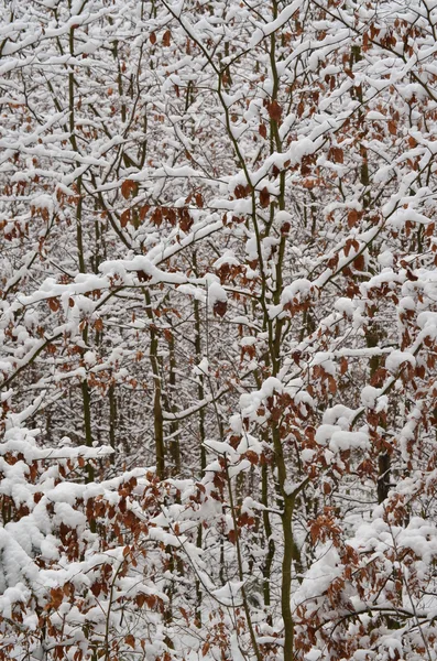 Młodych buków posypane śniegiem — Zdjęcie stockowe