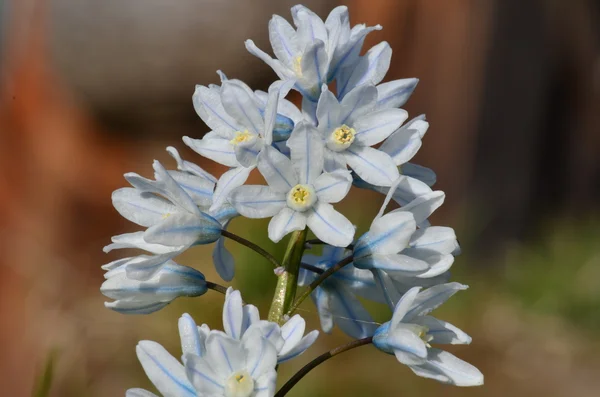 Floraison des fleurs printanières — Photo