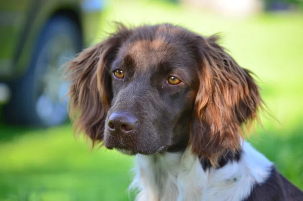 Münsterländer Welpe, Südböhmen — Stockfoto