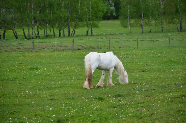 Irish Cob dans le pâturage — Photo