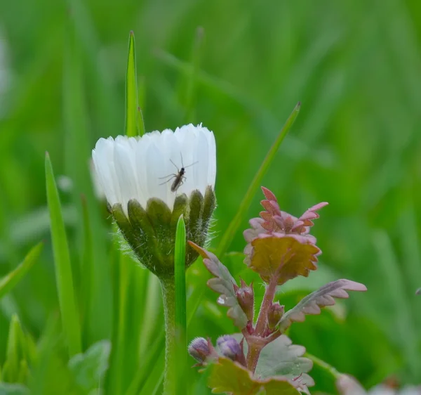 Blick auf blühende Gänseblümchen, Südböhmen — Stockfoto