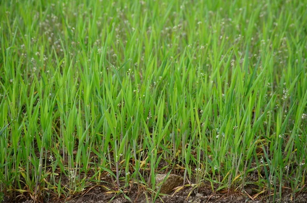 Sown fields , southern Bohemia — Stock Photo, Image