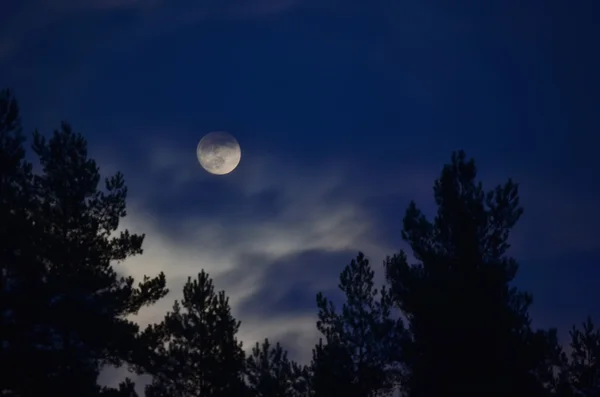 Lua cheia sobre a floresta, Boêmia do Sul — Fotografia de Stock