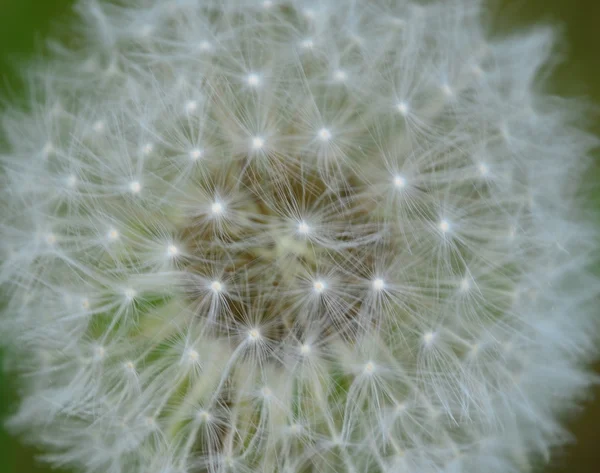 Vista sobre una flor de diente de león, Bohemia del Sur — Foto de Stock