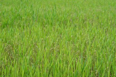 ekili alanlar, southern bohemia