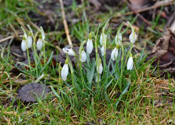 First spring flowers — Stock Photo, Image