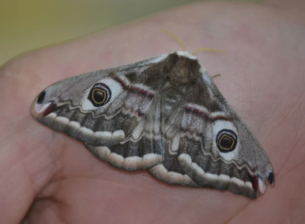 Moth, Smerinthus ocellatus on hand — Stock Photo, Image