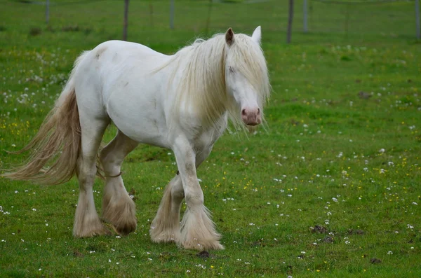 Ierse Cob in de wei — Stockfoto