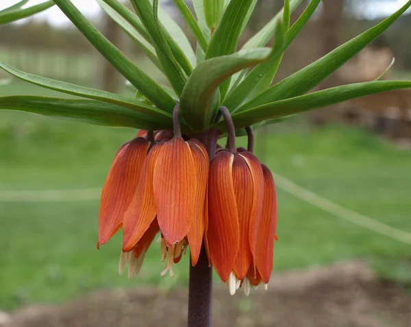 Royal Crown (Fritillaria imperialis), South Bohemia — Stock Photo, Image