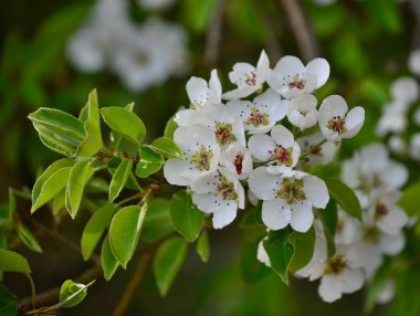 Çiçek açan elma ağacı