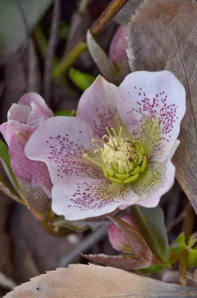 Detail flower hellebore, South Bohemia — Stock Photo, Image